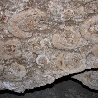 15_sarakolezeak_fossiles